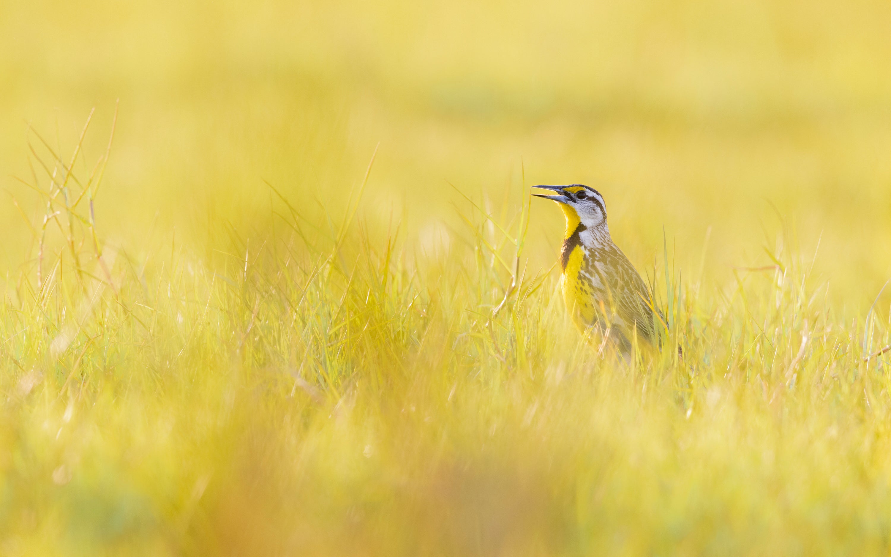 Eastern Meadowlark. Photo: Sue Dougherty/Audubon Photography Awards